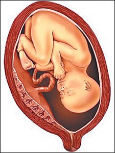 feto en placenta