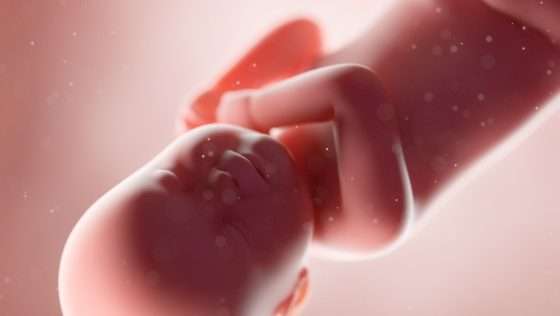 Importancia de la salud de la placenta en el embarazo