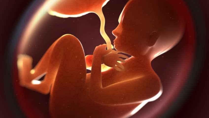 La placenta proporcionar al feto los nutrientes y el oxígeno necesarios